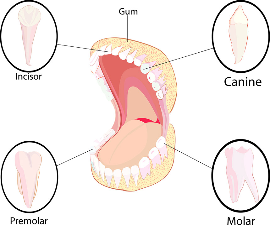 Types Of Teeth